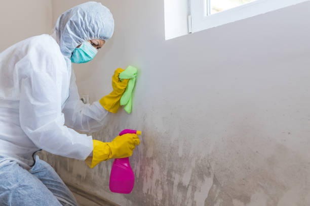 Mold Remediation for Rental Properties in Harriman, NY